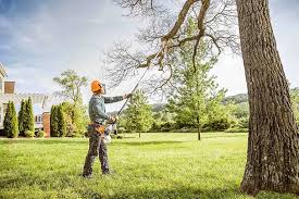 How Our Tree Care Process Works  in  Plainsboro Center, NJ