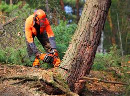 Best Tree Maintenance Programs  in Plainsboro Center, NJ