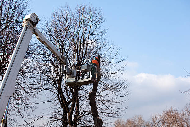 Best Palm Tree Trimming  in Plainsboro Center, NJ